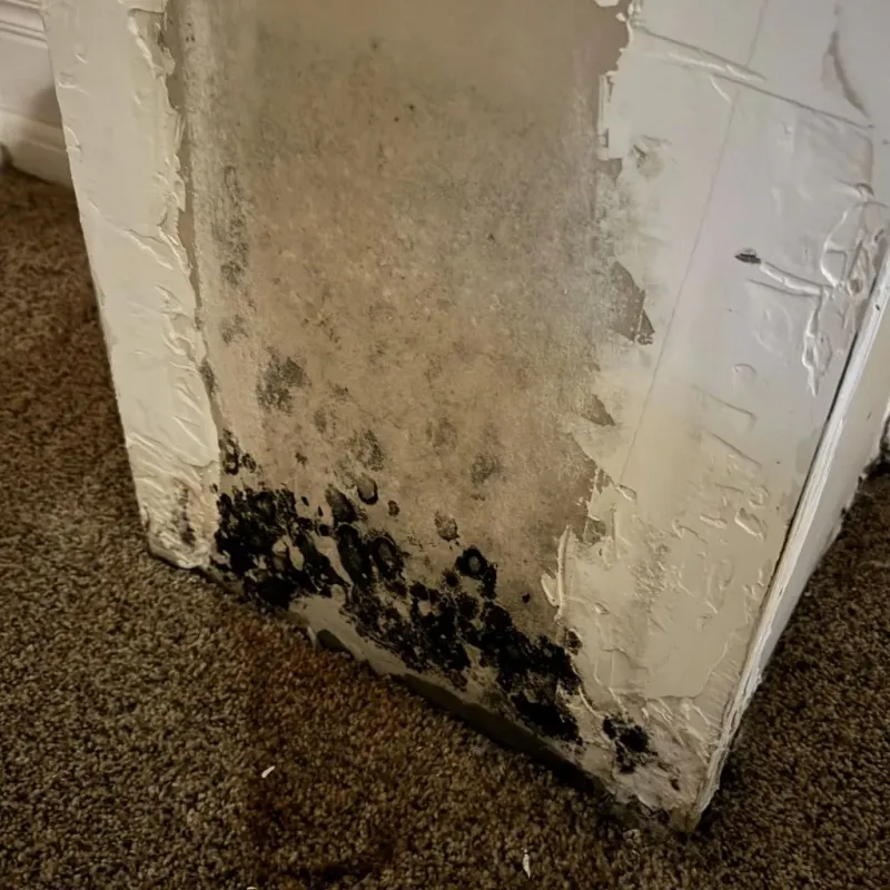 Professional Mold Removal in Raymond, WA